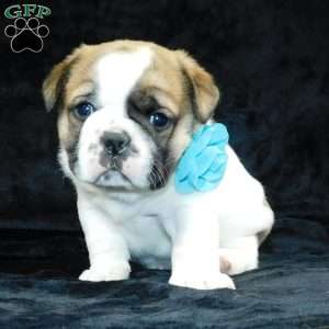 Buster, Miniature Bulldog Puppy